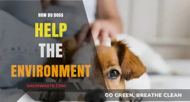 Dogs' Eco-Friendly Impact: How Our Canine Companions Aid the Environment