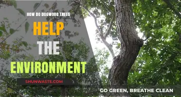Dogwood Trees: Environmental Benefits and Ecosystem Support Explained