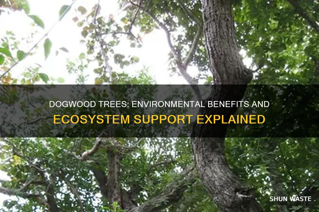 how do dogwood trees help the environment