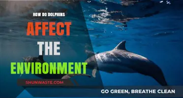Dolphins' Ecological Impact: Shaping Marine Ecosystems and Biodiversity
