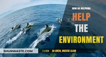 Dolphins' Vital Role in Maintaining Ocean Health and Ecosystems