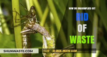 Dragonfly Waste Disposal: Unveiling Their Unique Excretion Methods