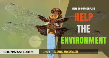 Dragonflies: Nature's Unsung Heroes in Ecosystem Balance and Health