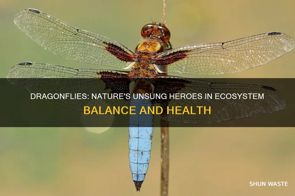 how do dragonflies help the environment