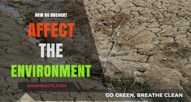 Drought's Devastating Impact: Environmental Consequences and Ecosystem Disruption Explained