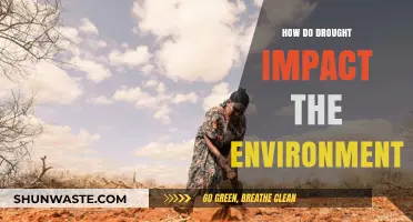 Drought's Devastating Effects: Understanding Environmental Impacts and Consequences