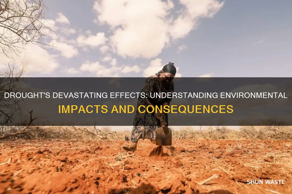 how do drought impact the environment