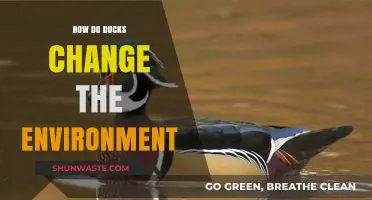 Ducks' Environmental Impact: Shaping Ecosystems Through Behavior and Habitat