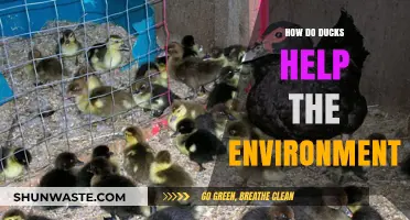 Ducks' Eco-Friendly Impact: How They Benefit Our Environment Naturally