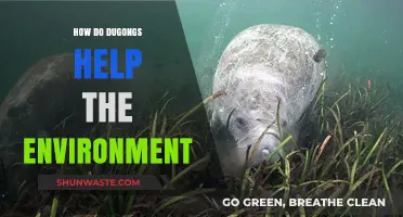 Dugongs: Vital Guardians of Seagrass Ecosystems and Coastal Health