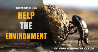 Dung Beetles: Unsung Heroes in Ecosystem Health and Sustainability
