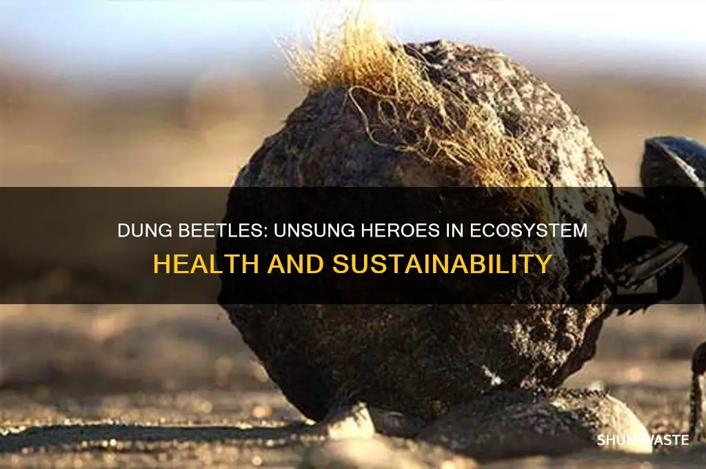how do dung beetles help the environment