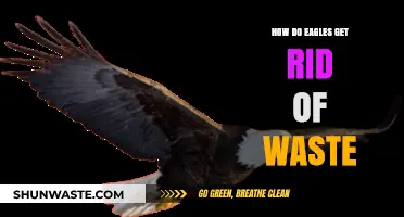 Eagles' Waste Disposal: Nature's Efficient Method Explained Simply