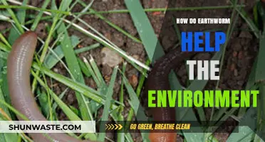Earthworms: Unsung Heroes of Soil Health and Ecosystem Balance