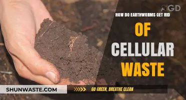 Earthworm Waste Management: How They Eliminate Cellular Byproducts Efficiently