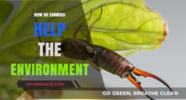 Earwigs' Eco-Friendly Role: Unveiling Their Environmental Benefits and Impact