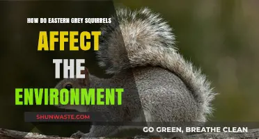 Eastern Grey Squirrels: Environmental Impact and Ecosystem Disruption Explained