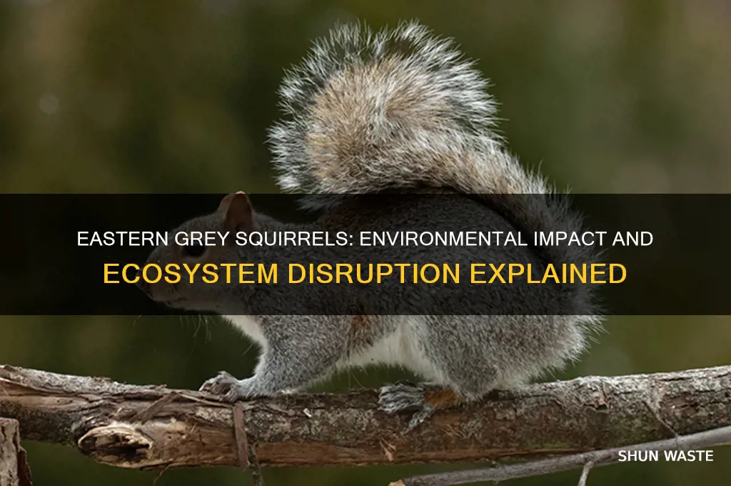 how do eastern grey squirrels affect the environment