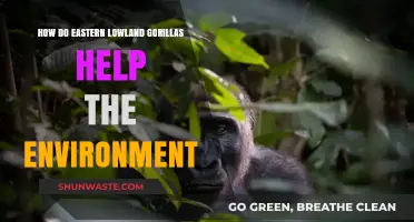 Eastern Lowland Gorillas: Vital Guardians of Congo's Rainforest Ecosystem