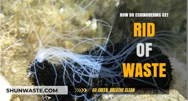 Echinoderm Waste Management: How Starfish and Sea Urchins Eliminate Toxins