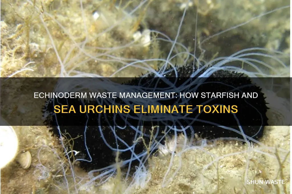 how do echinoderms get rid of waste