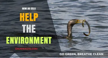 Eels: Unsung Heroes in Maintaining Healthy Aquatic Ecosystems