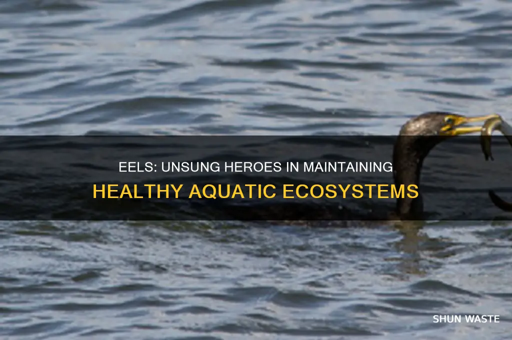 how do eels help the environment