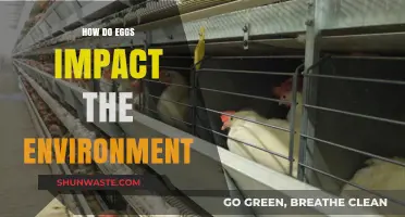 Eggs' Environmental Impact: Sustainable Choices for a Greener Future