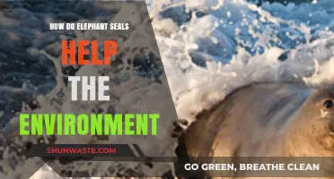 Elephant Seals: Unsung Heroes Boosting Ocean Health and Ecosystems