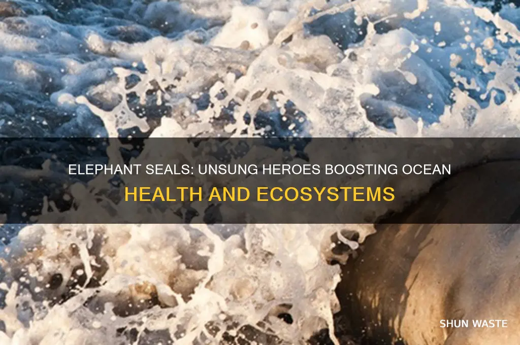 how do elephant seals help the environment