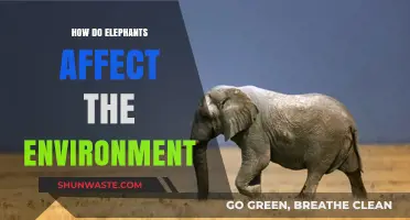 Elephants' Environmental Impact: Shaping Ecosystems and Biodiversity