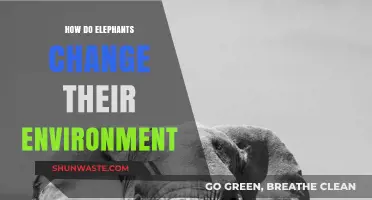 Elephants' Impact: Transforming Ecosystems Through Behavior and Habitat Shaping