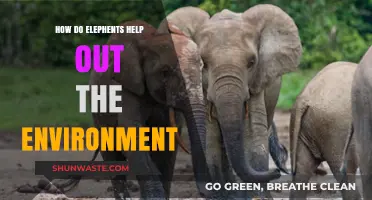 Elephants as Eco-Heroes: Their Vital Role in Shaping Ecosystems