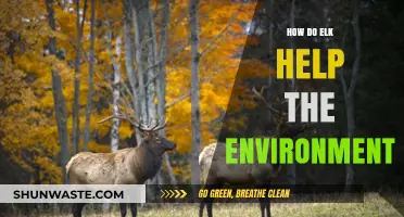 Elk's Vital Role in Ecosystem Balance and Environmental Health