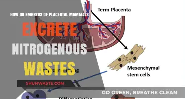 Placental Mammal Embryos: Nitrogen Waste Excretion Strategies Explained