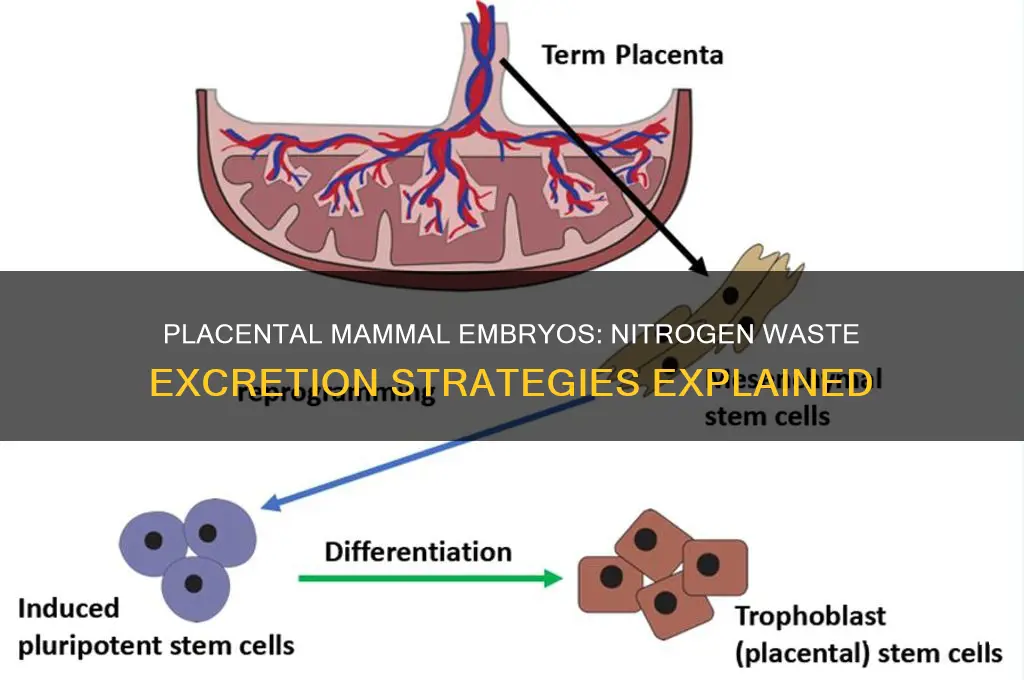 how do embryos of placental mammals excrete nitrogenous wastes