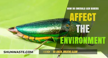 Emerald Ash Borers' Environmental Impact: Threats to Ecosystems and Biodiversity