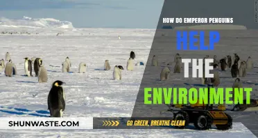Emperor Penguins: Unsung Heroes in Preserving Antarctica's Delicate Ecosystem