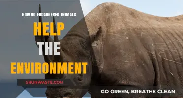 Endangered Species: Vital Roles in Ecosystem Balance and Environmental Health