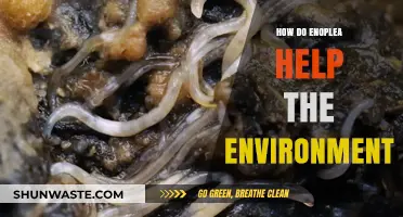 How Enoplea Nematodes Contribute to a Healthier Environment