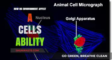Environmental Factors: Unlocking the Impact on Cellular Function and Survival