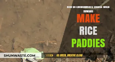 Transforming Landscapes: Human Rice Paddy Creation and Ecosystem Shifts