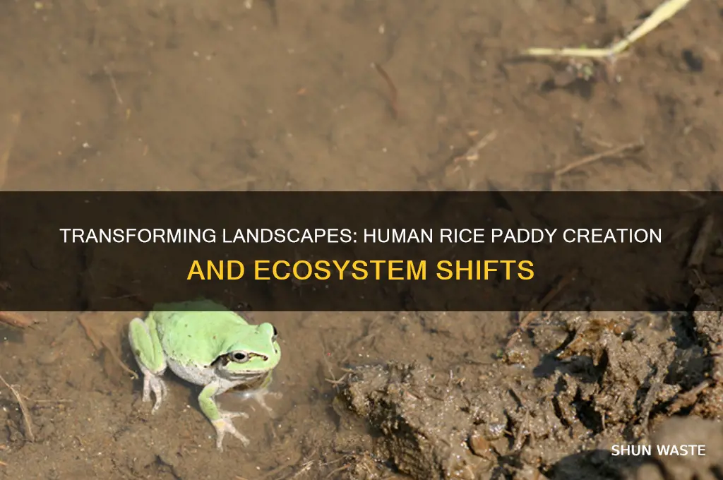 how do environments change when humans make rice paddies