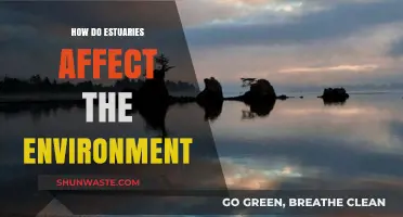 Estuaries' Environmental Impact: Shaping Ecosystems and Coastal Resilience