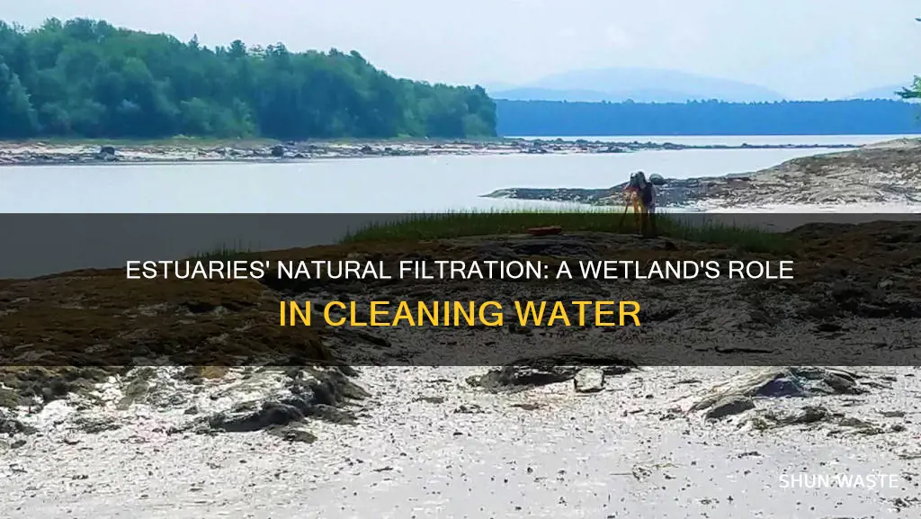 how do estuaries filter pollution out of the water