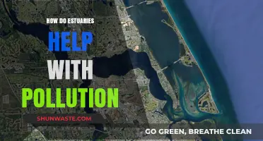 Estuaries: Natural Pollution Solution for Coastal Areas