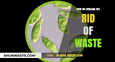 Euglena Waste Management: How These Microorganisms Eliminate Toxins Efficiently