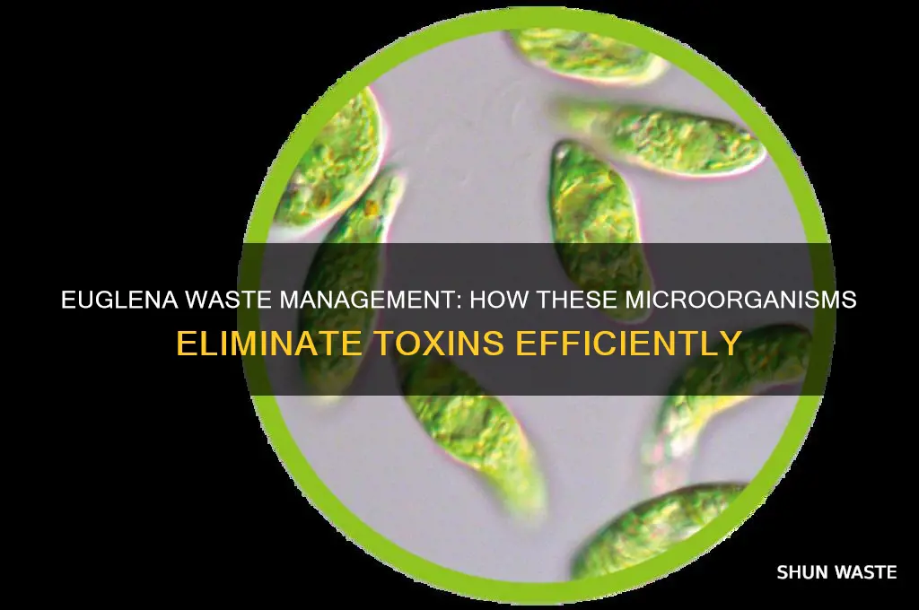 how do euglena get rid of waste