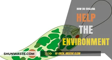 Euglena's Eco-Impact: Unveiling Their Role in Environmental Sustainability