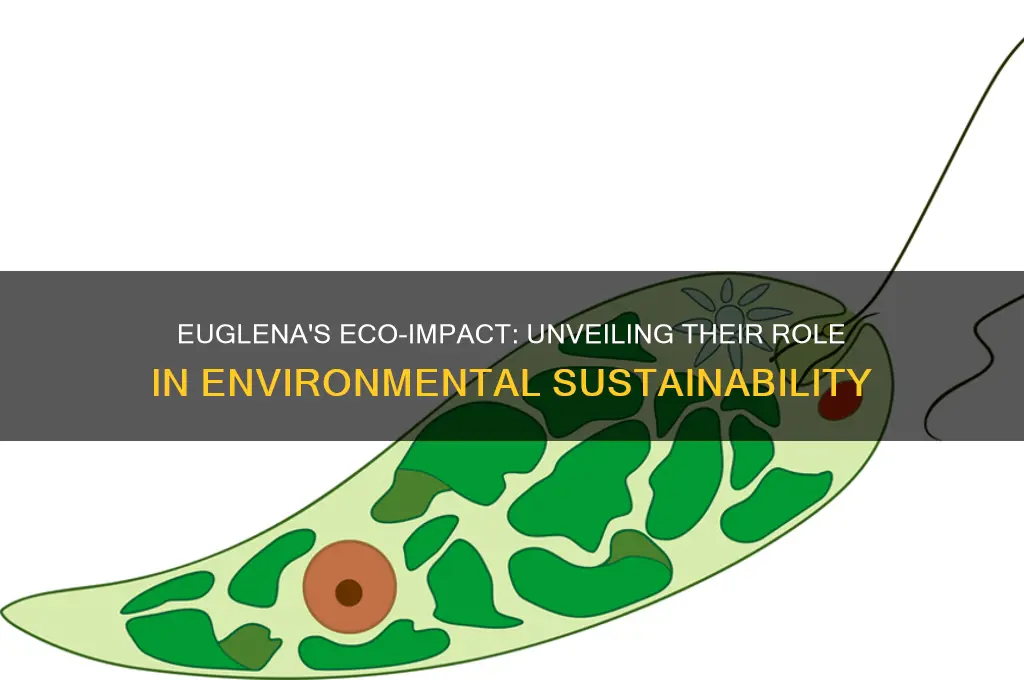 how do euglena help the environment